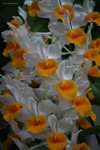 Den. Densiflorum (Orchideen Garten  ) (3)